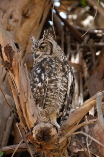 Cape Eagle Owl