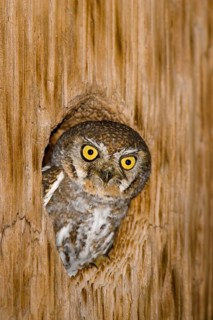 Elf Owl