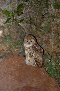 Pel's Fishing Owl