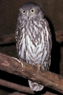 Barking Owl