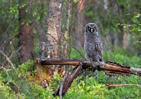 Great Grey Owl