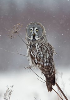 Great Grey Owl