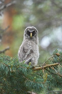 Great grey owls