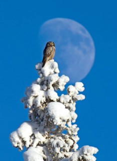 Northern Hawk Owl