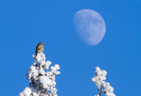 Northern Hawk Owl