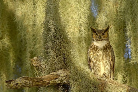 Great Horned Owl