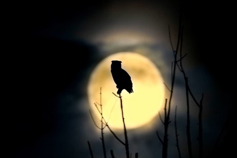 Great Horned Owl