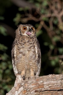 South American Eagle Owl