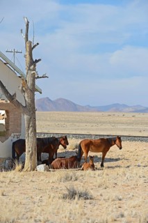 Wild horses at derelict Garub railway station building