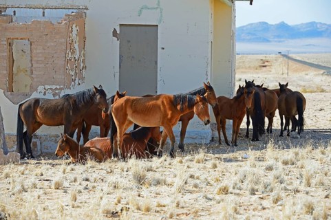 Wild horses at derelict Garub railway station building