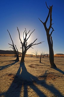 Camelthorn trees