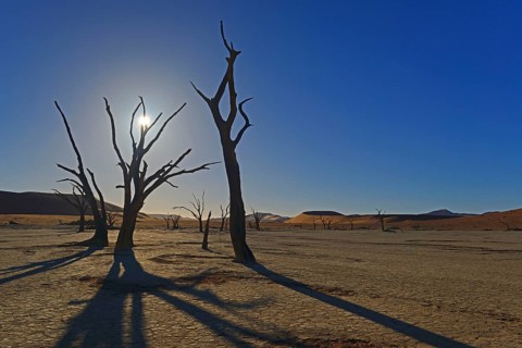 Camelthorn trees