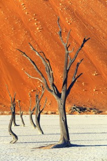 Camelthorn trees