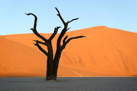 Camelthorn tree