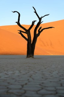 Camelthorn tree