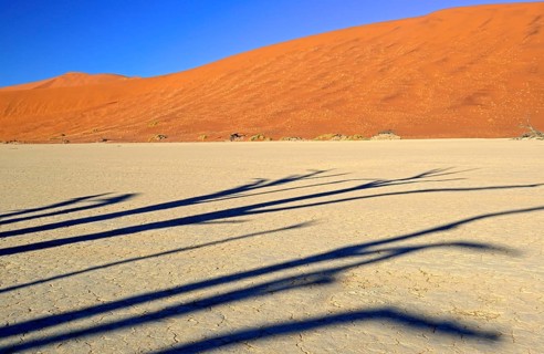 Shade of tree on clay soil