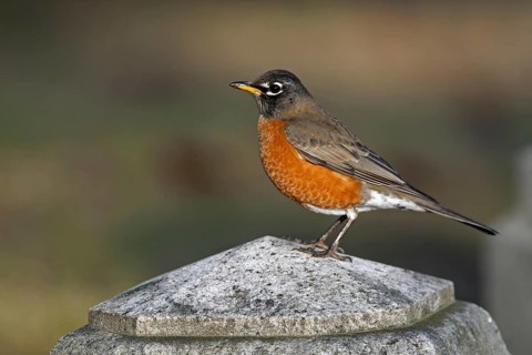 American american robin