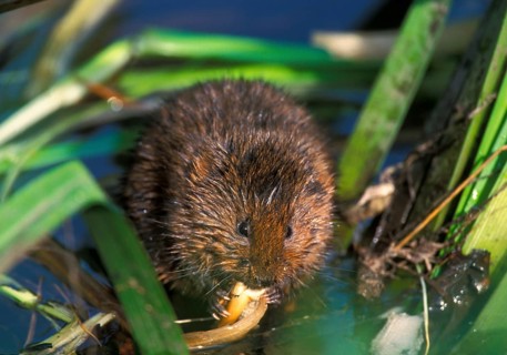 Eastern shrew