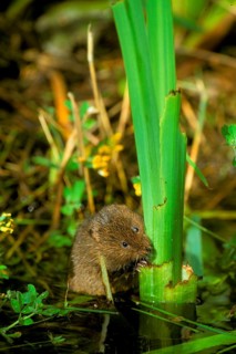 Eastern shrew
