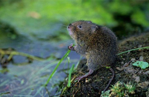 Water Vole