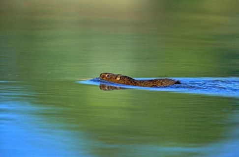 Water Vole