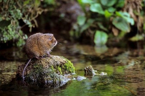 Water Vole