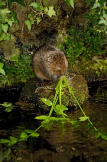 Water Vole