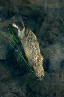 Water Vole