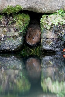 Water Vole