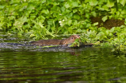 Water Vole