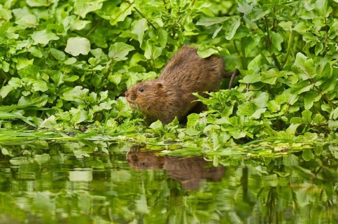 Water Vole