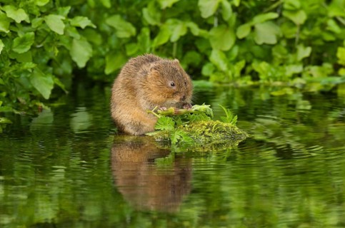 Water Vole