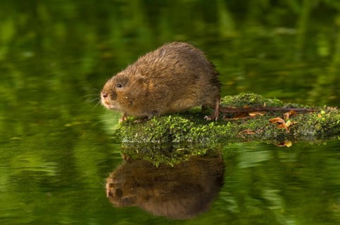 Water Vole