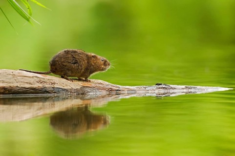 Water Vole