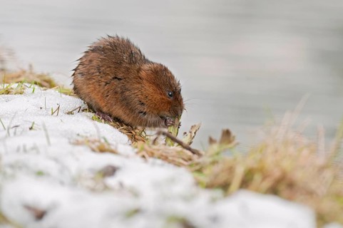 Eastern shrew