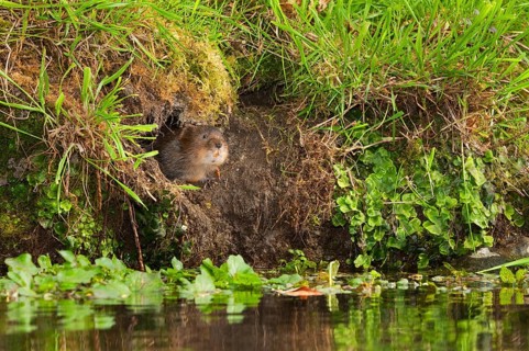 Water Vole