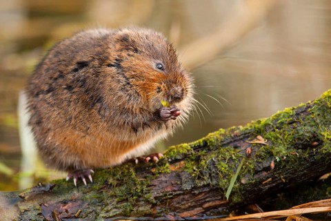 Eastern shrew