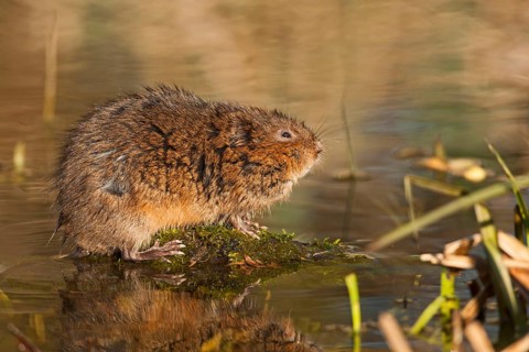 Eastern shrew