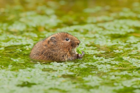 Eastern shrew