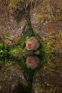 Eastern shrew