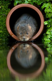 Water Vole