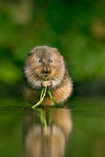 Water Vole