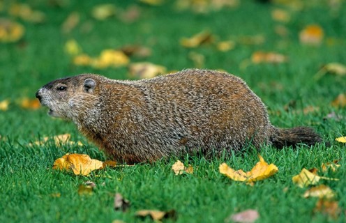 Woodchuck