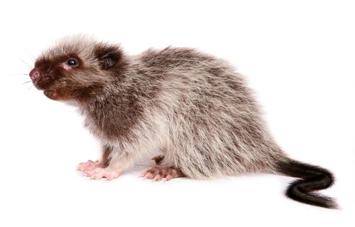 Northern luzon giant cloud rat