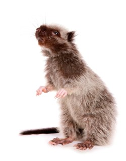 Northern luzon giant cloud rat