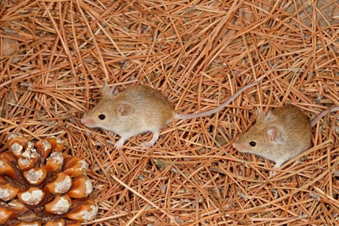 Algerian house mouse