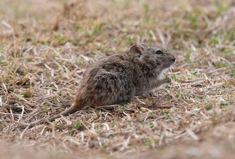 Abyssinian grass rat
