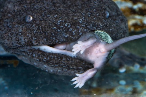 Hellbender