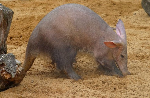 Aardvark