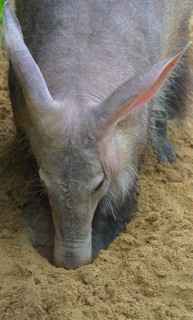 Aardvark